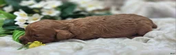 Cavapoo dogs for sale: Beetle - Ad 3