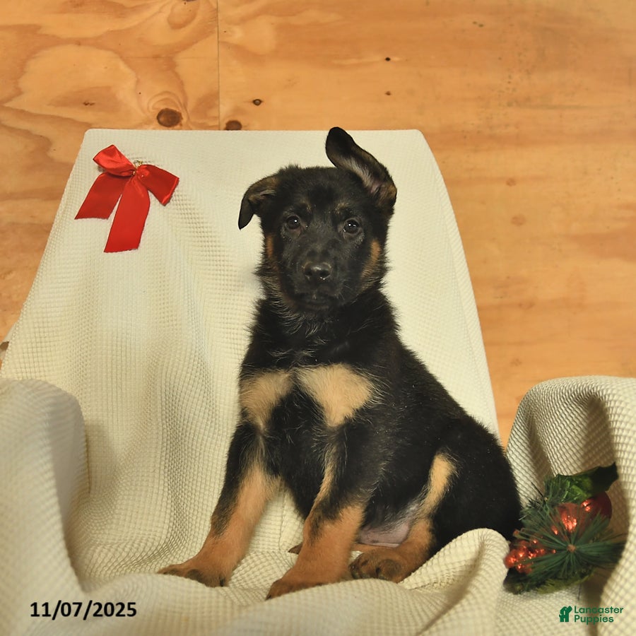 German Shepherd dogs Ginger  - Ad 33
