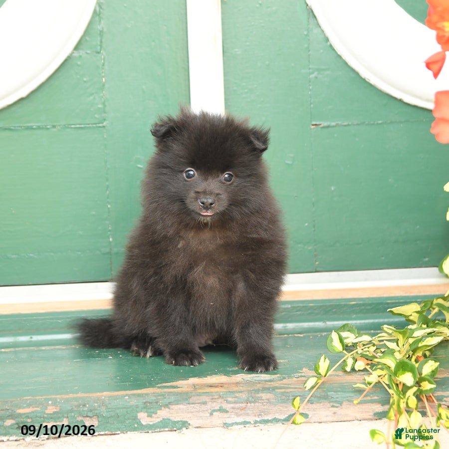 Pomeranian dogs Monty - Ad 2