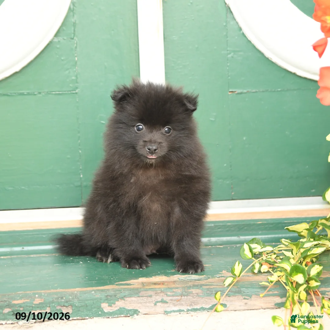 Pomeranian dogs for sale: Monty - Ad 2