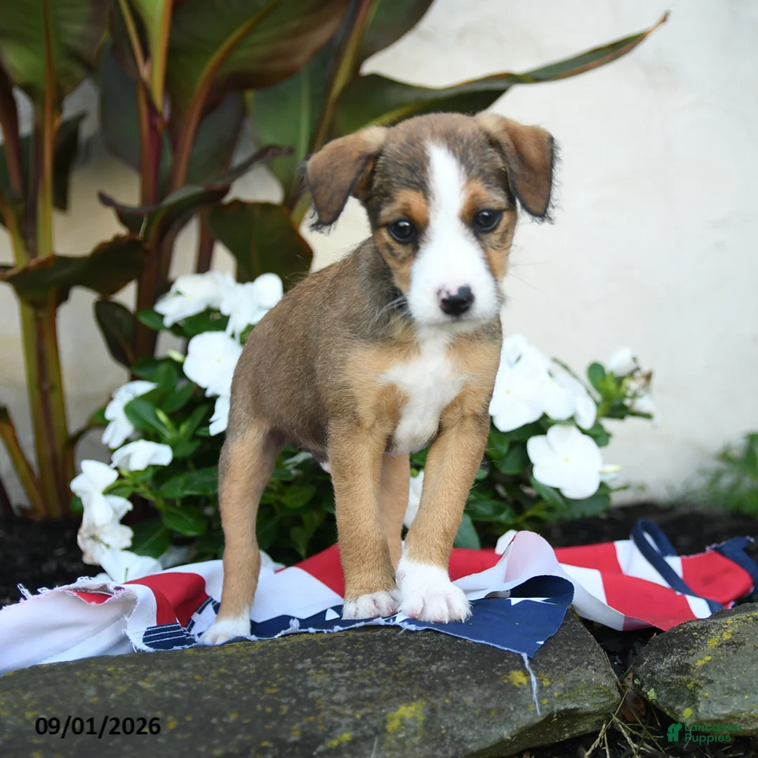 Mixed Breed dogs for sale: Bernie - Ad 3