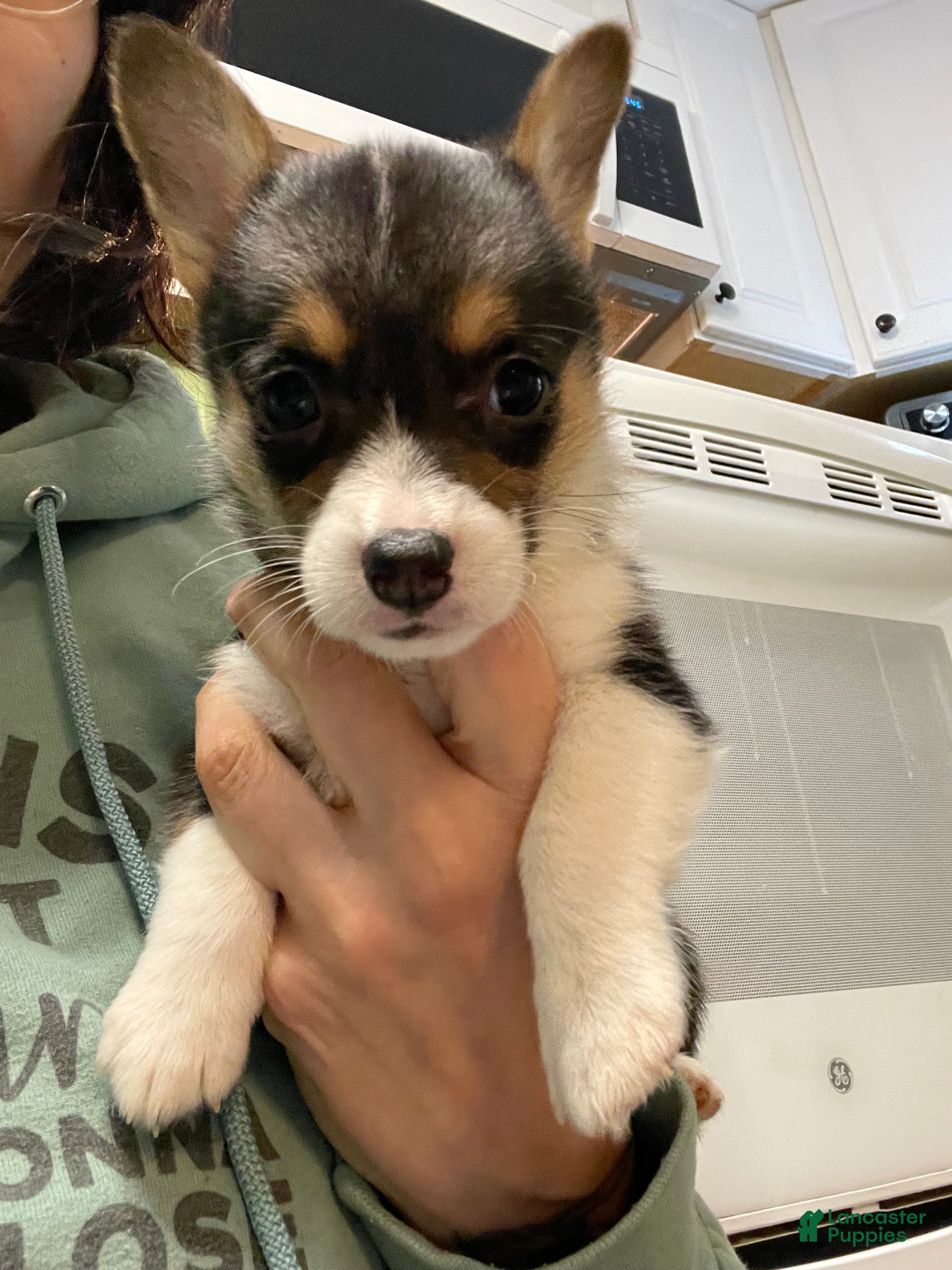 Welsh Corgi Pembroke dogs for sale: Ceecee - Ad 2