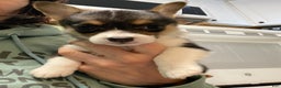 Welsh Corgi Pembroke dogs for sale: Ceecee - Ad 1