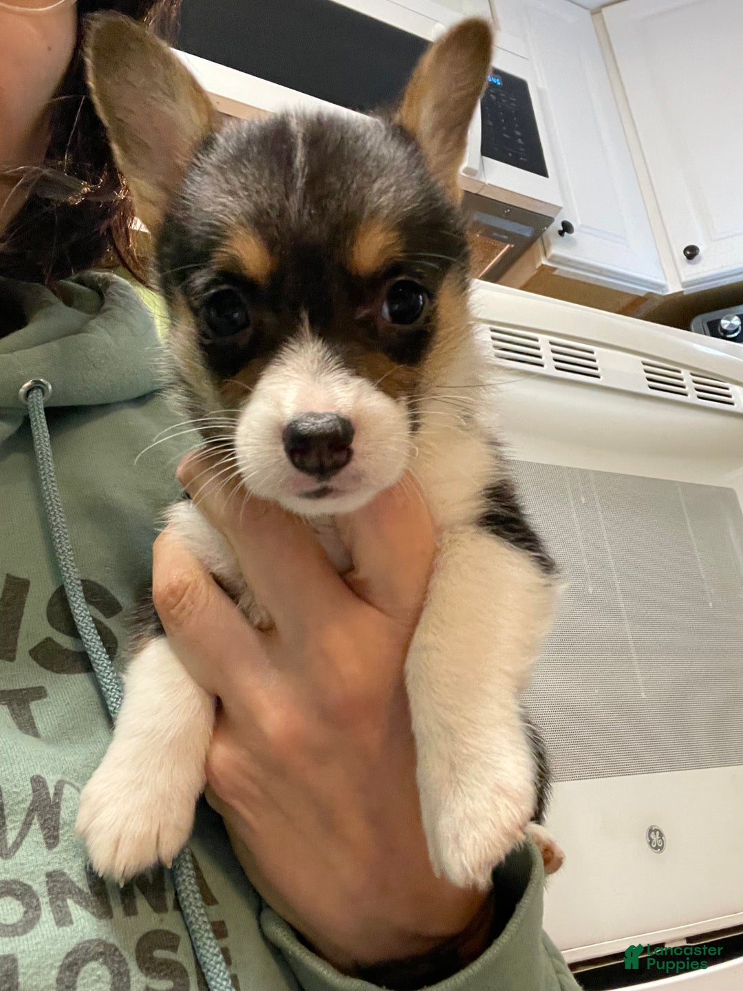 Welsh Corgi Pembroke dogs for sale: Ceecee - Ad 1