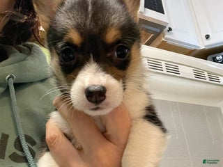 Welsh Corgi Pembroke dogs for sale: Ceecee - Ad 2