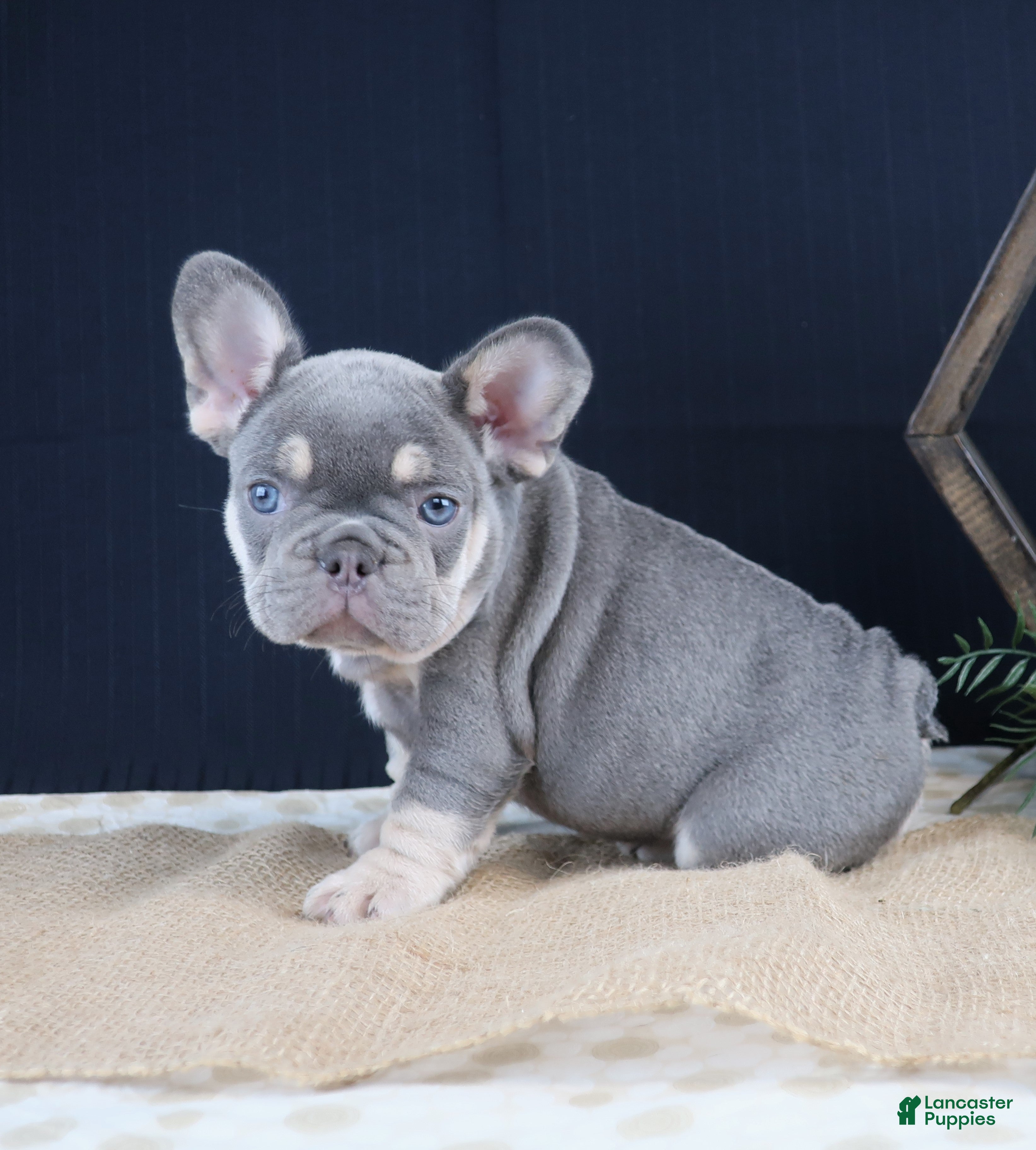French Bulldog dogs Lilli - Ad 1