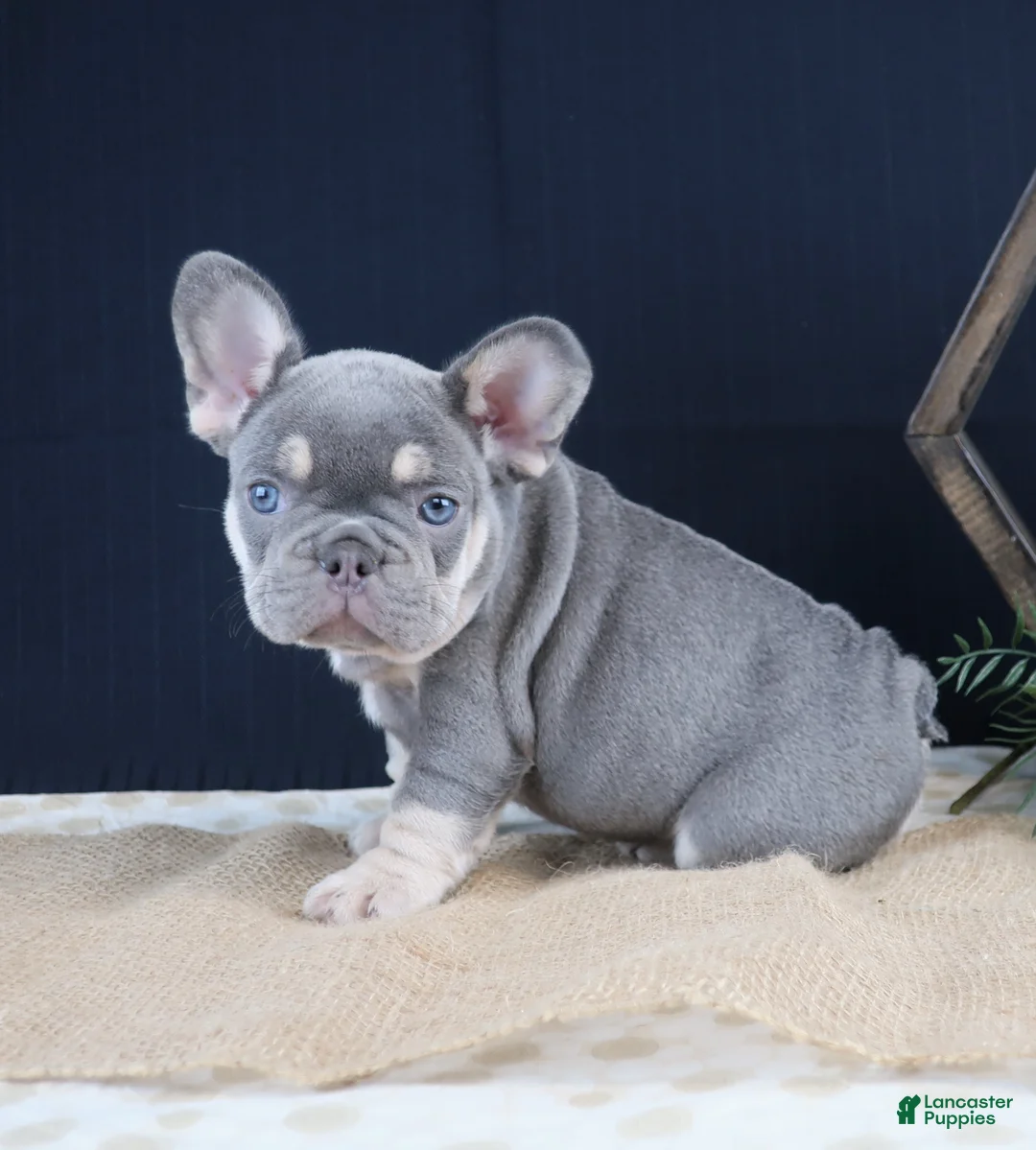 French Bulldog dogs for sale: Lilli - Ad 1