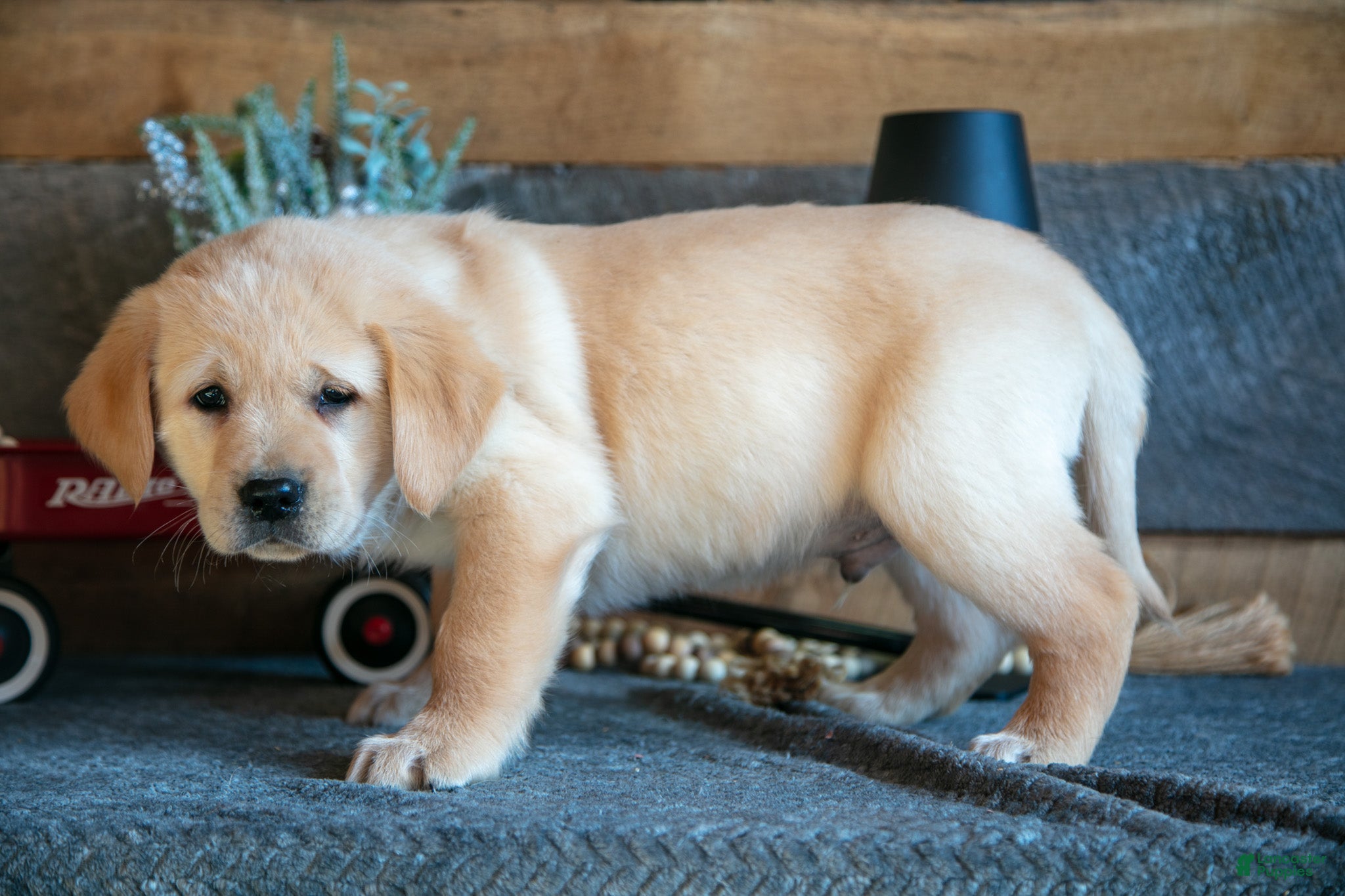 Goldador dogs Parker - Ad 2