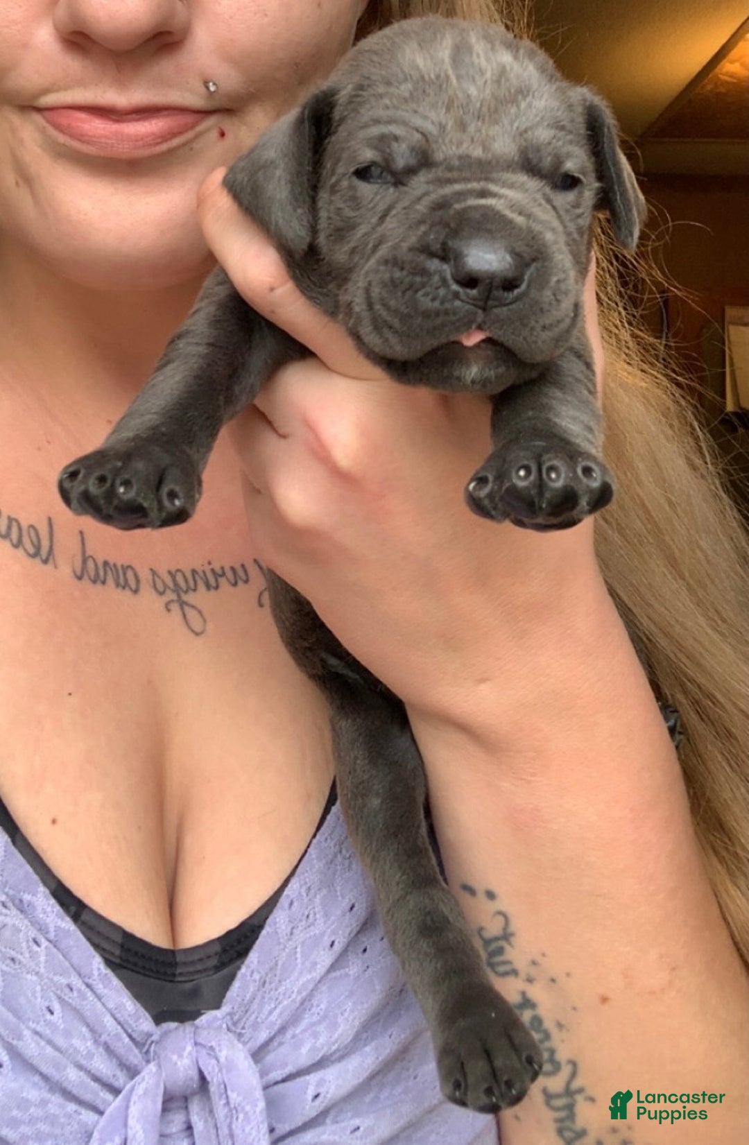 Cane Corso dogs for sale: Cane Corso Puppy 5 - Ad 2