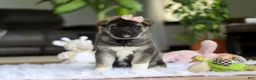 Akita dogs for sale: Callie - Ad 2