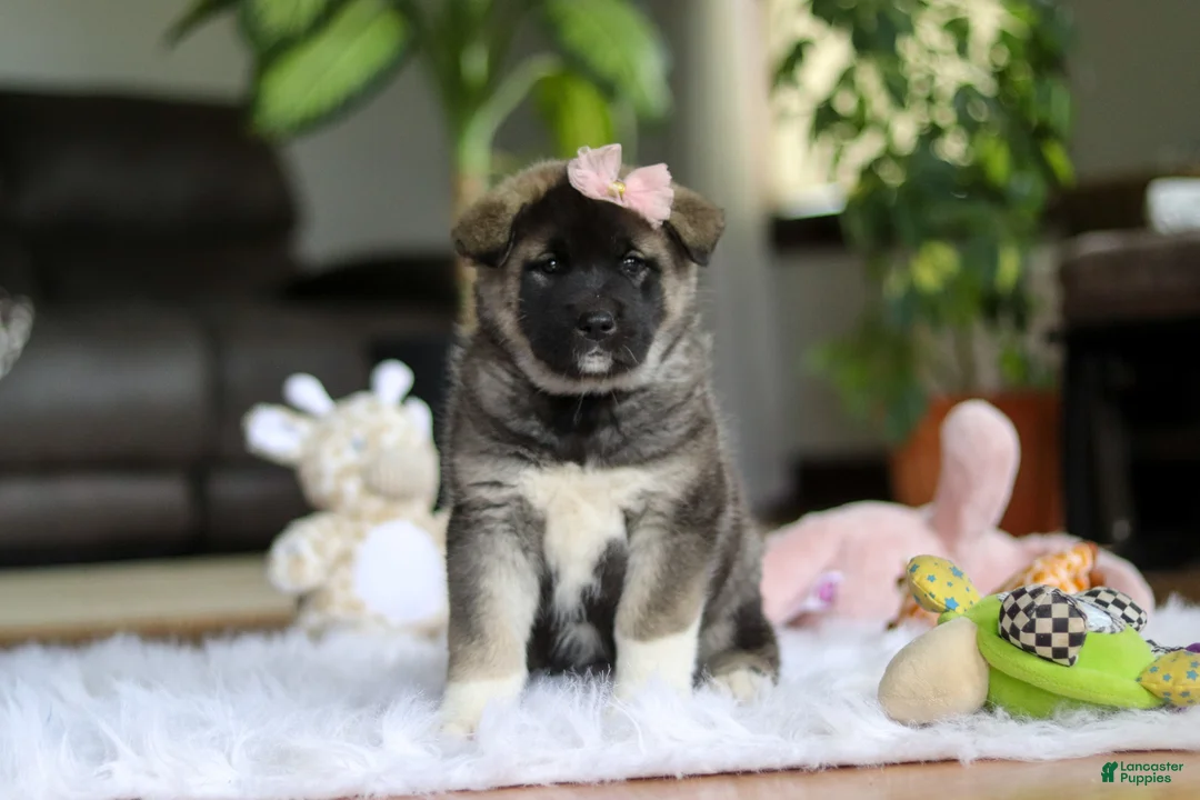 Akita dogs for sale: Callie - Ad 2