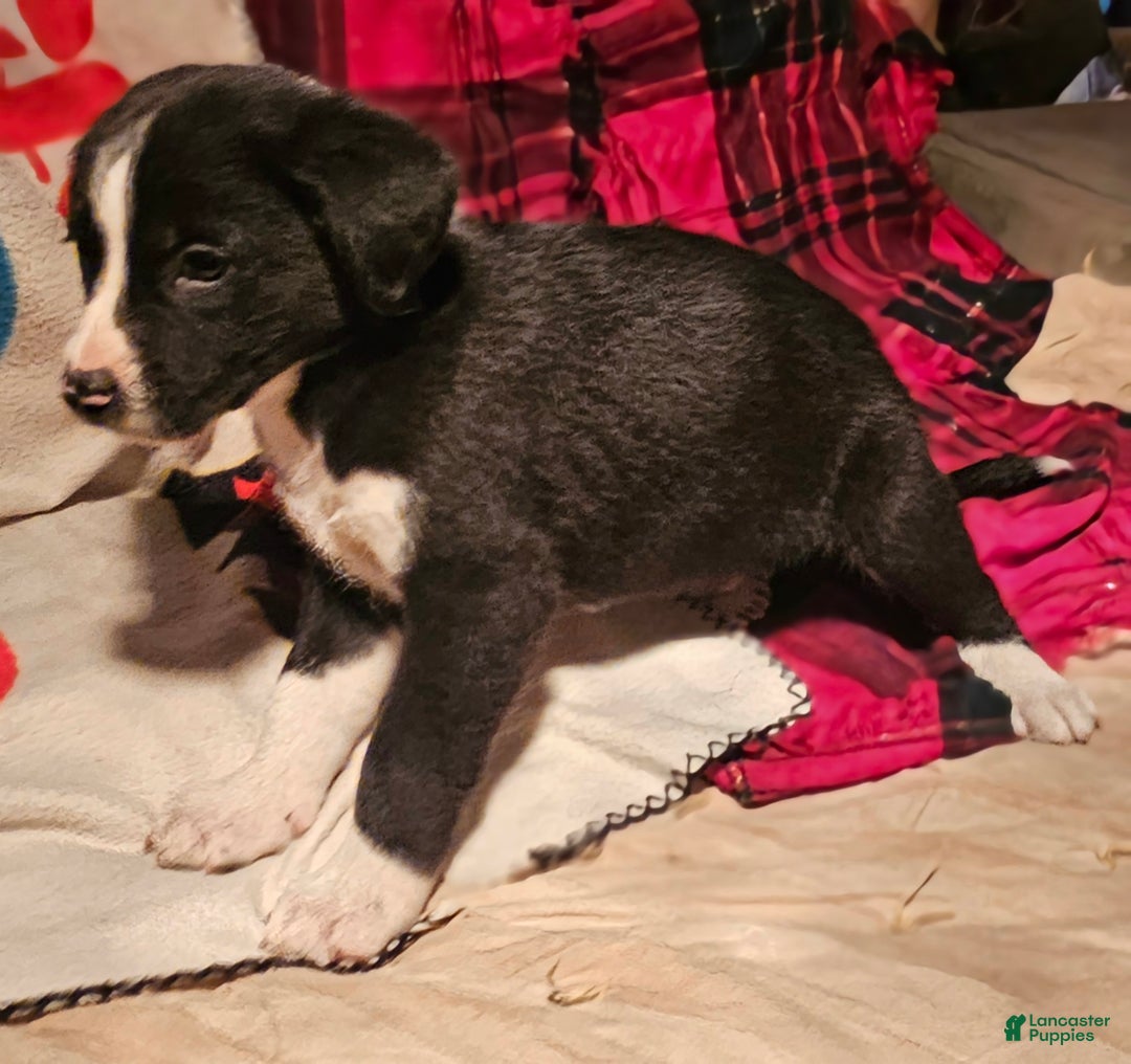 Border Collie dogs for sale: Great - Ad 4