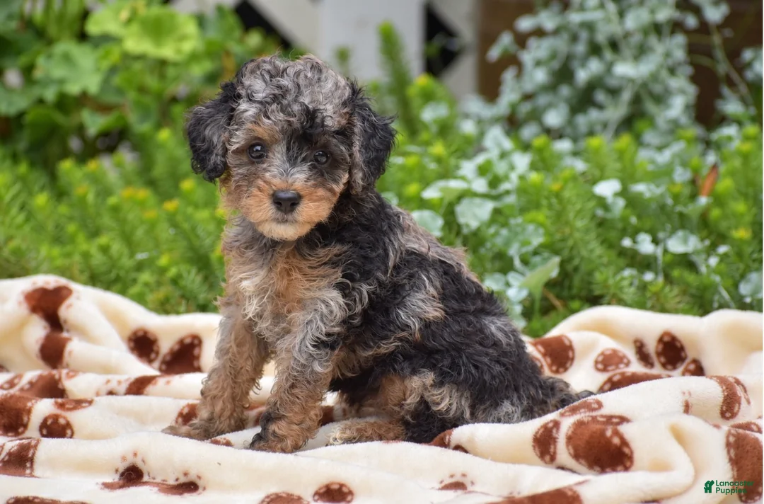 Miniature Poodle dogs for sale: Deanna - Miniature - Ad 1