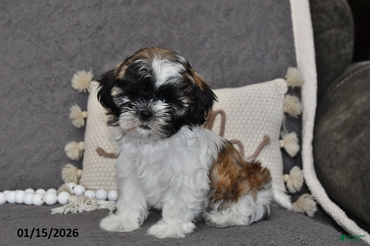 Shih Tzu dogs Cole - Ad 35