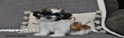 Shih Tzu dogs for sale: Cole - Ad 1