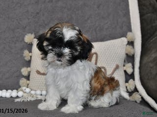 Shih Tzu dogs Cole - Ad 39