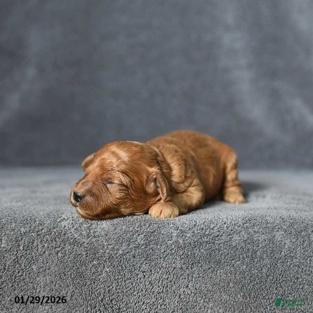 Toy Poodle dogs for sale: Joey - Ad 4