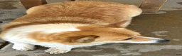 Welsh Corgi Pembroke dogs for sale: Pembroke welsh corgi - Ad 3