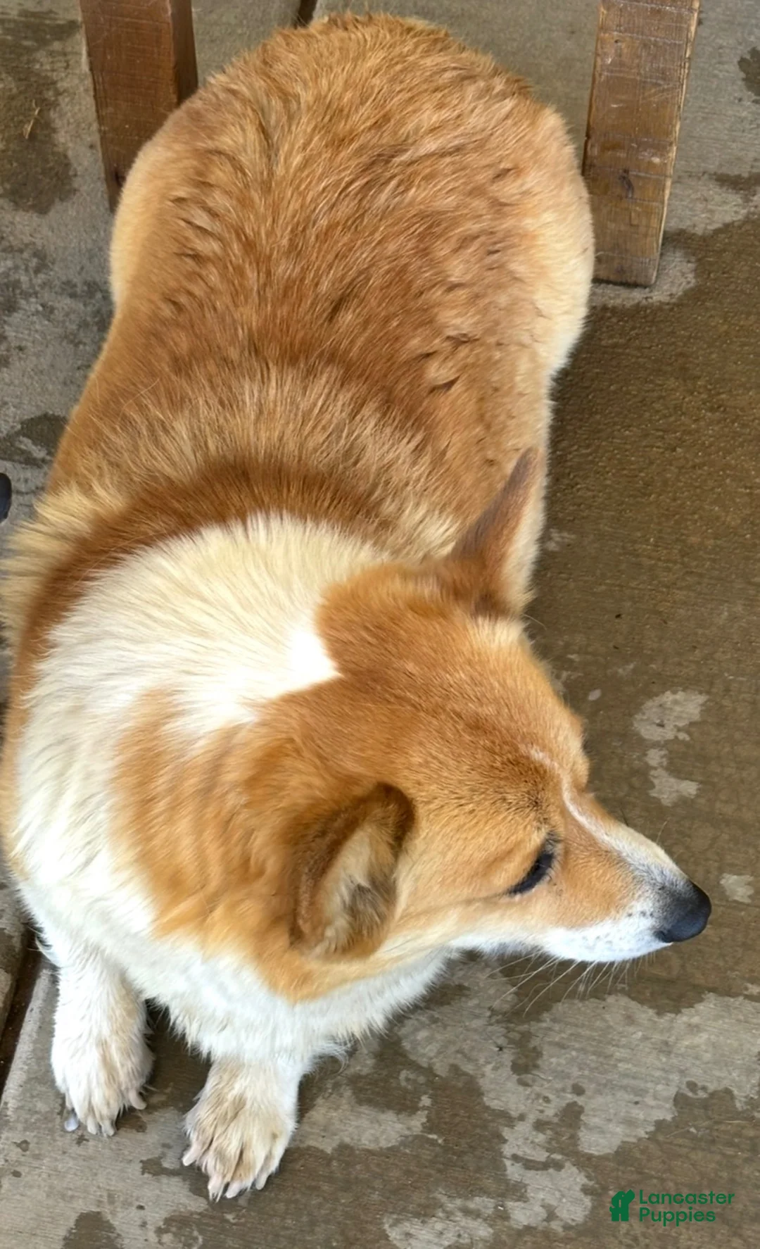 Welsh Corgi Pembroke dogs for sale: Pembroke welsh corgi - Ad 3