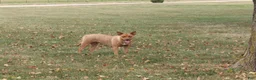 Mixed Breed dogs for sale: Ebony - Ad 3