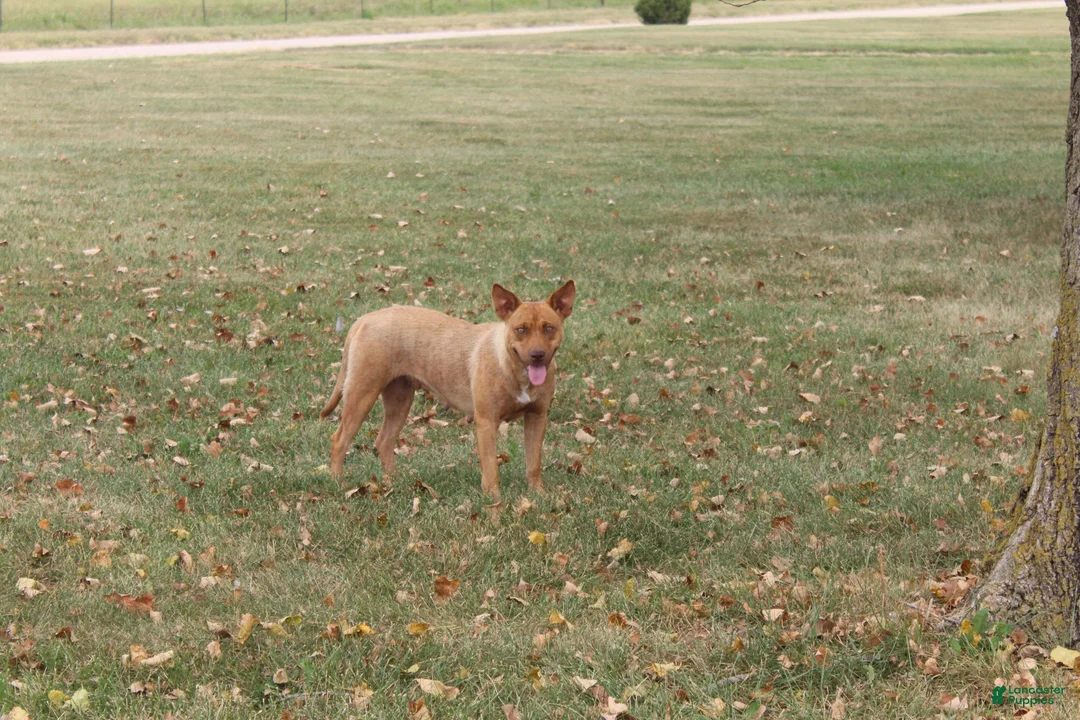 Mixed Breed dogs for sale: Ebony - Ad 3