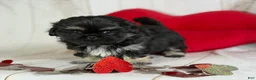 Pekingese dogs for sale: ACA dancer black and tan  - Ad 11