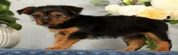 Yorkshire Terrier dogs for sale: Nova - Ad 6