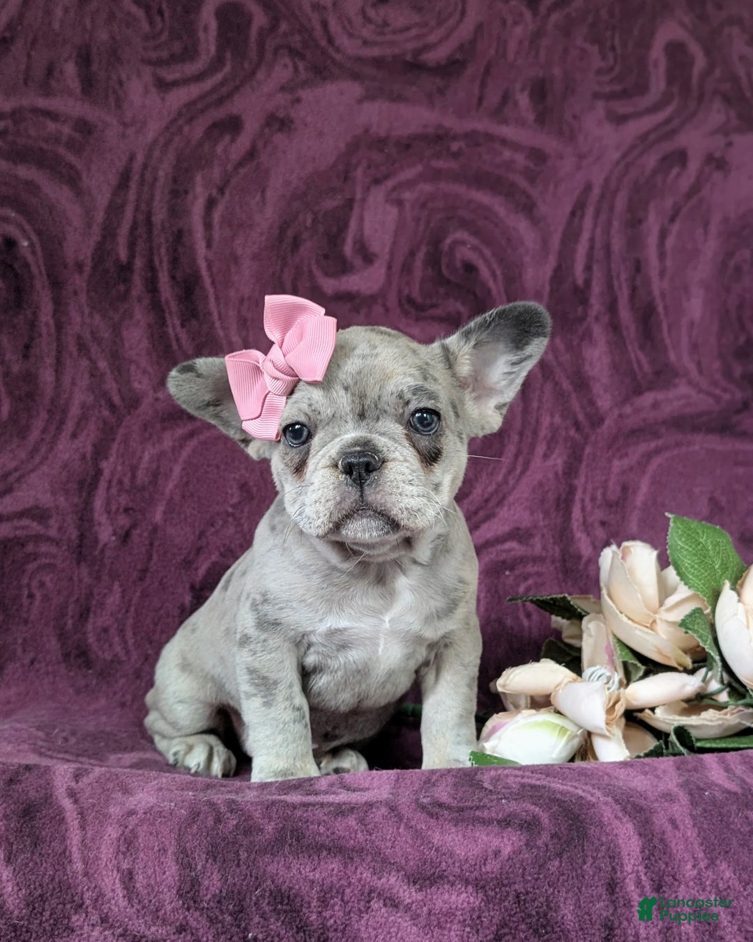French Bulldog dogs for sale: Nadia - Ad 23