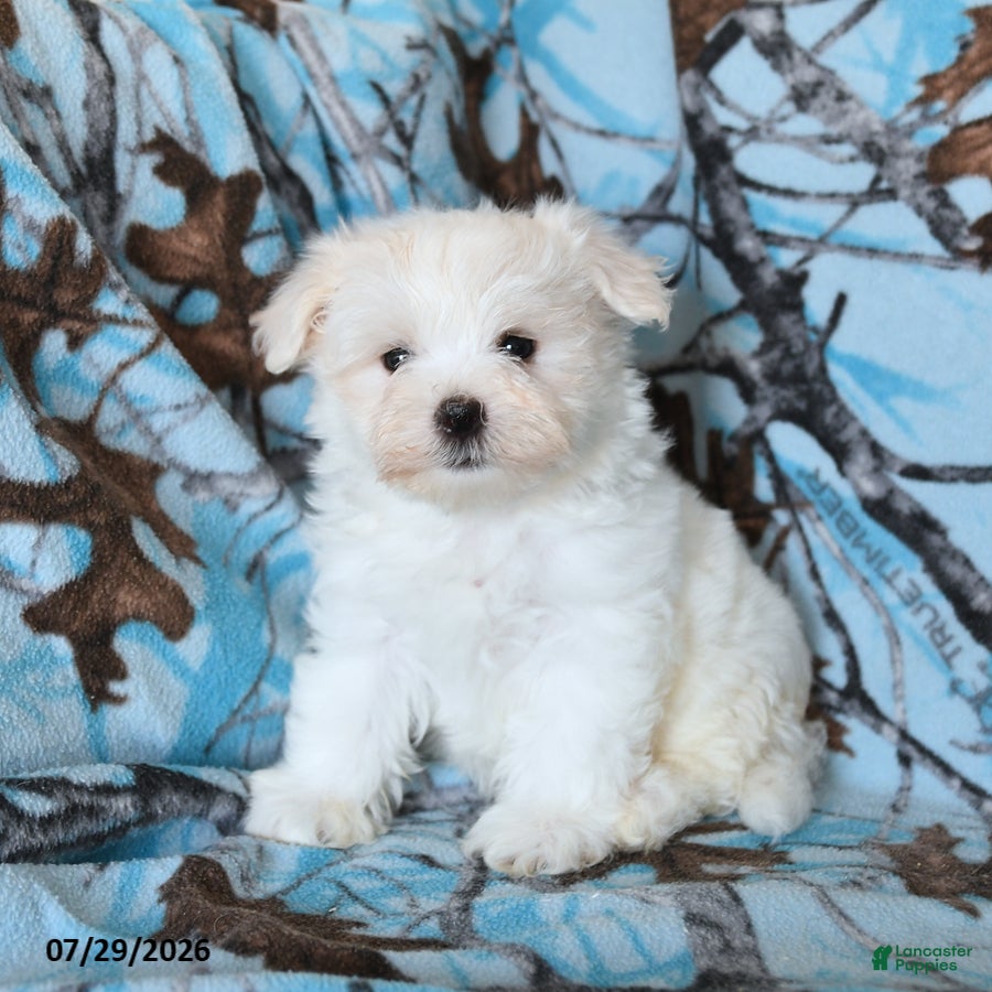 Maltese dogs Frost  - Ad 1