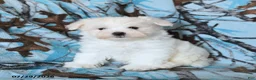 Maltese dogs for sale: Frost  - Ad 1