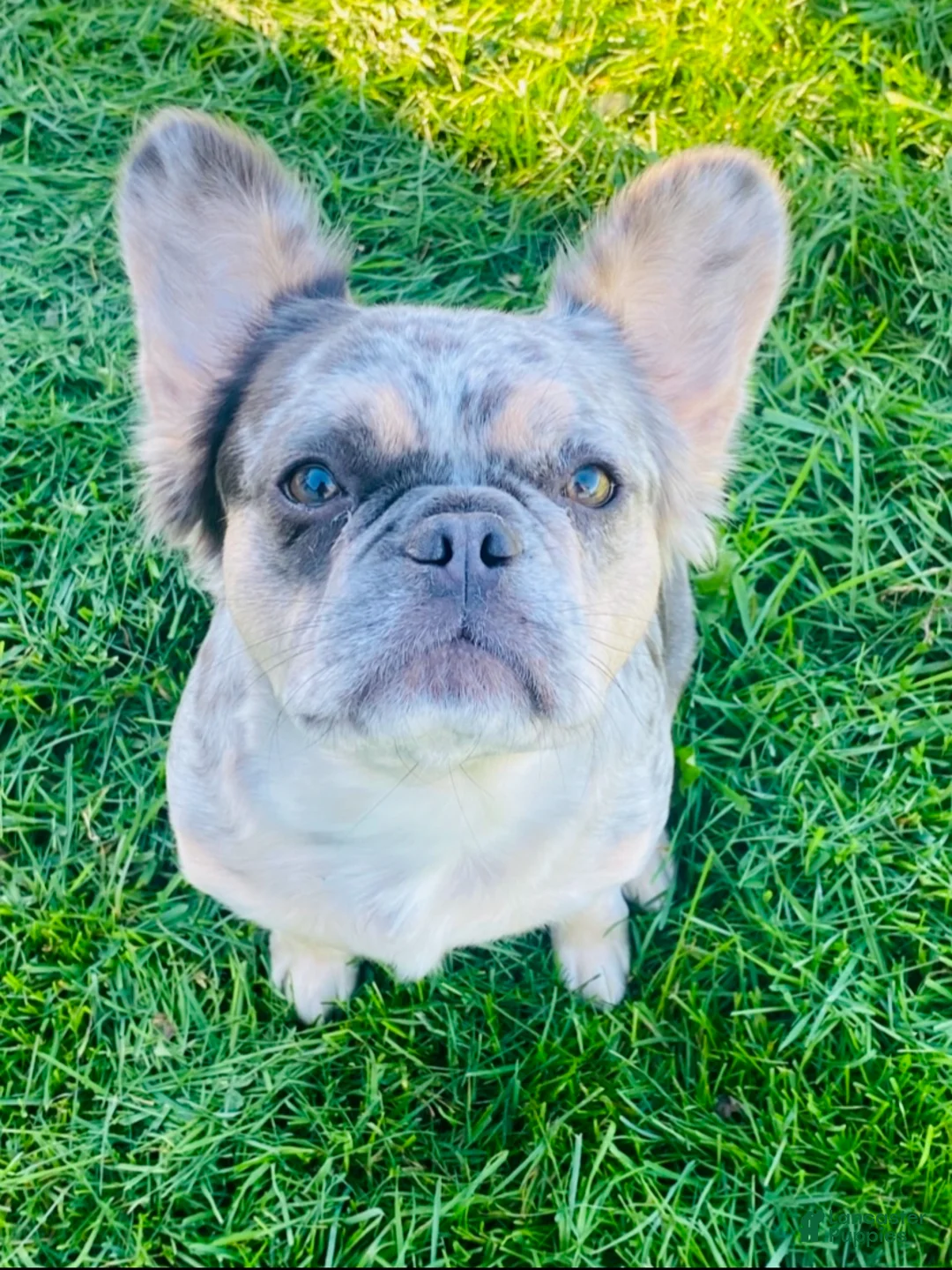French Bulldog dogs for sale: Frenchie 3 - Ad 2