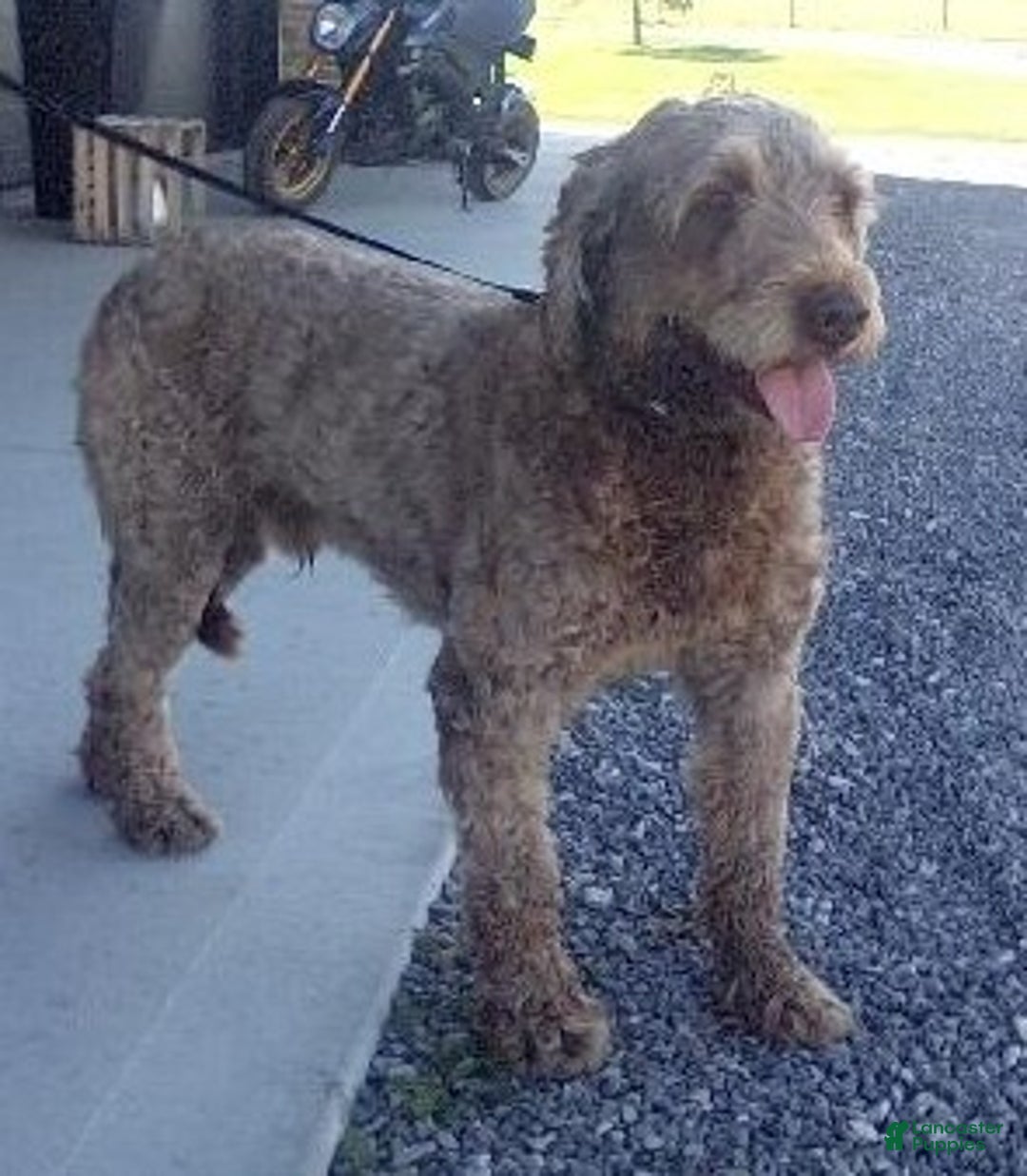 Portuguese Water Dog dogs for sale: Travis - Ad 7