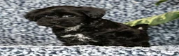 Havapoo dogs for sale: Talia - Ad 3