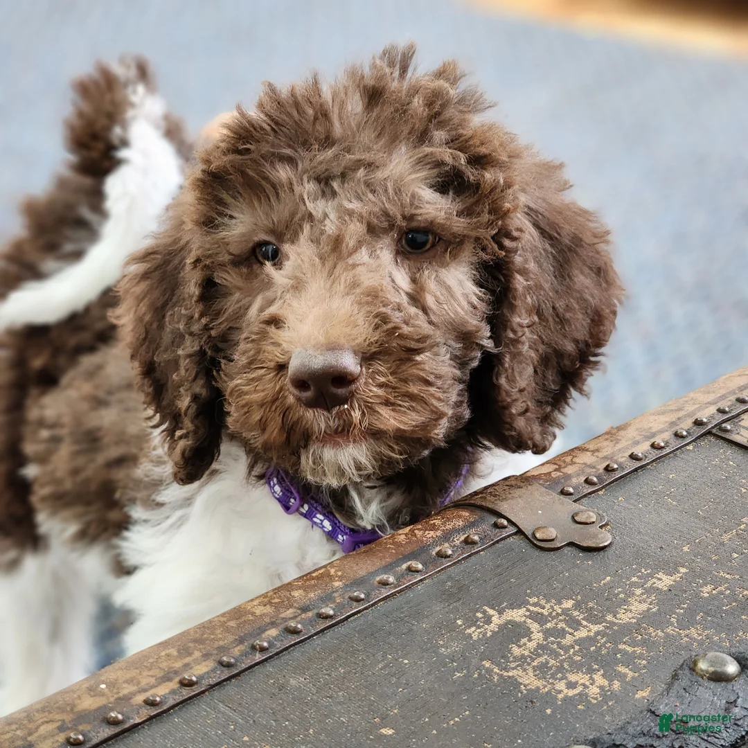 Labradoodle dogs for sale: Diana - F1B - Ad 3