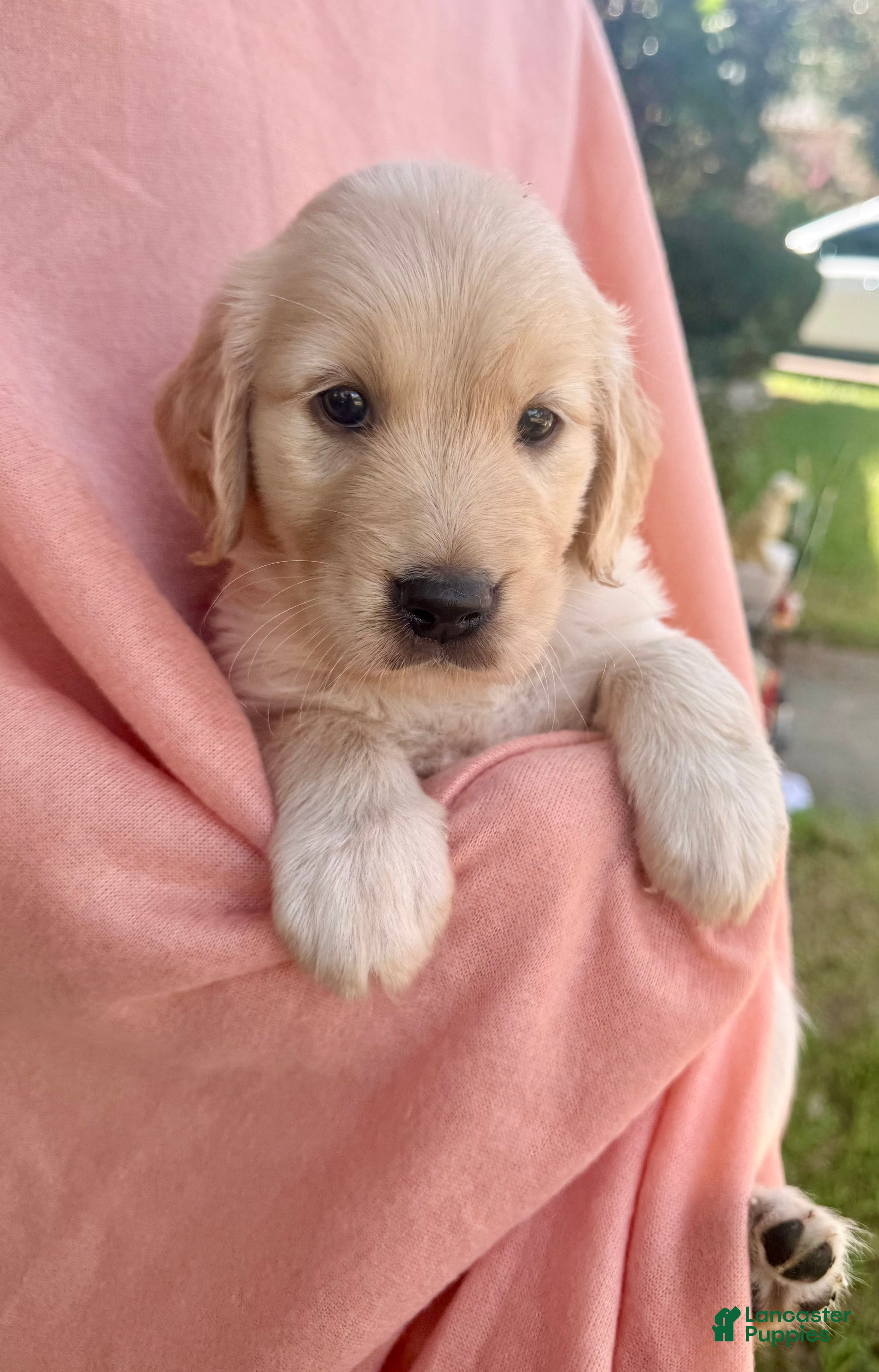 Golden Retriever dogs Kona - Ad 2