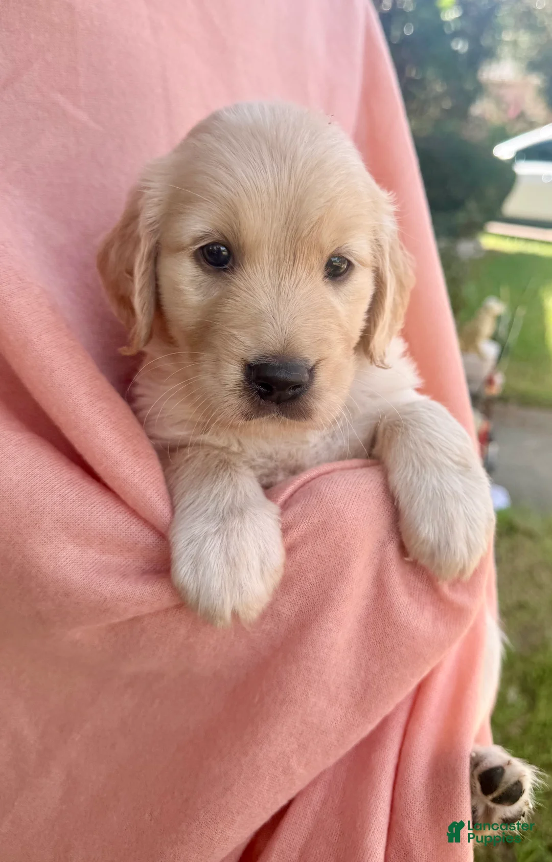 Golden Retriever dogs for sale: Kona - Ad 2