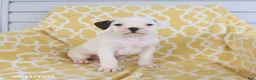 Boxer dogs for sale: Ace - Ad 4
