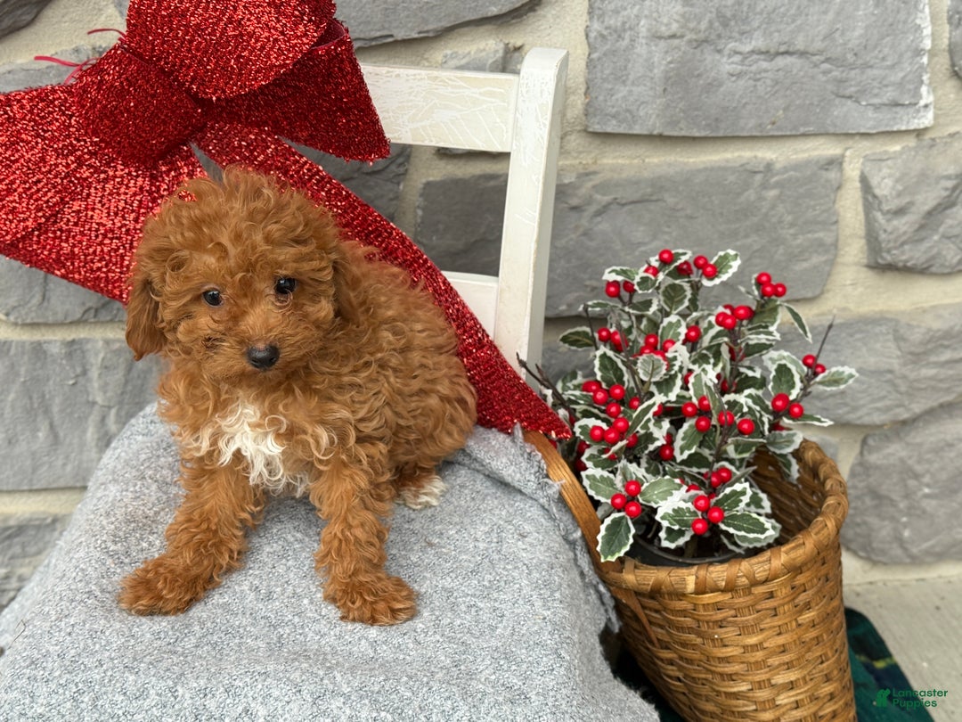 Toy Poodle dogs for sale: Kira - Ad 4