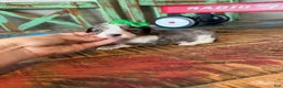 Miniature Poodle dogs for sale: Akc Clear 🧬 tested Blue Merle Phantom Parti Girl - Ad 2