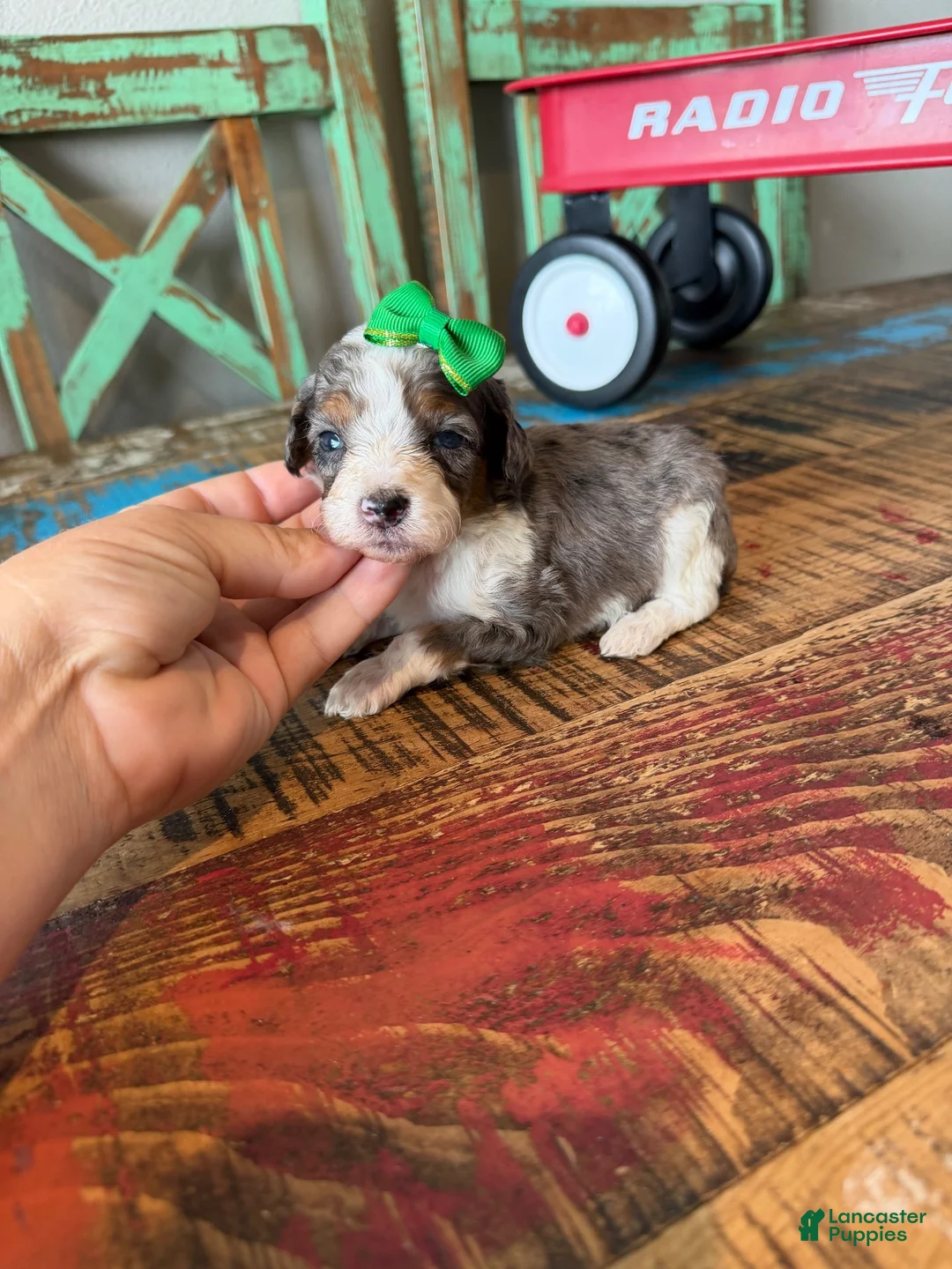 Miniature Poodle dogs for sale: Akc Clear 🧬 tested Blue Merle Phantom Parti Girl - Ad 2