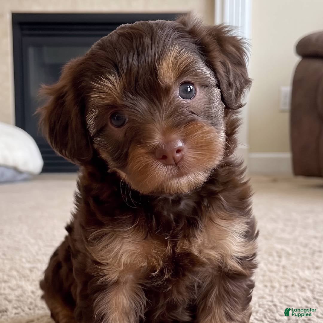 Yorkshire Terrier dogs Ava - Ad 2