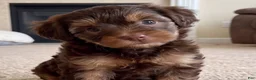 Yorkshire Terrier dogs for sale: Ava - Ad 2