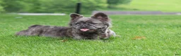 French Bulldog dogs for sale: Abe - Ad 6