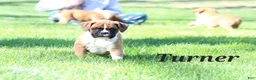 Boxer dogs for sale: Turner - Ad 4