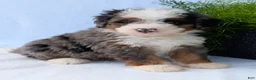 Mini Bernedoodle dogs for sale: Mini Louie  - Ad 22