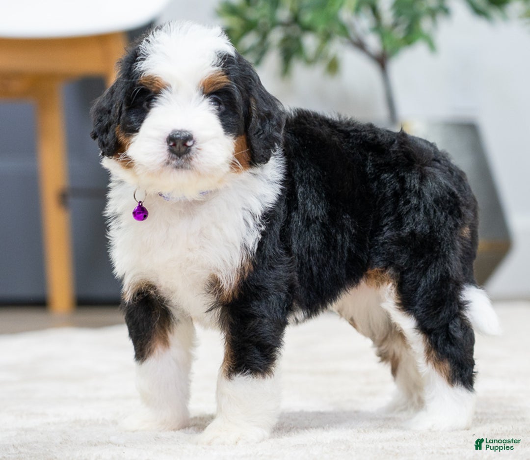 Mini Bernedoodle dogs for sale: Olive - Ad 3