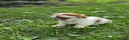 Shih Tzu dogs for sale: Shih Tzu 4 - Ad 9