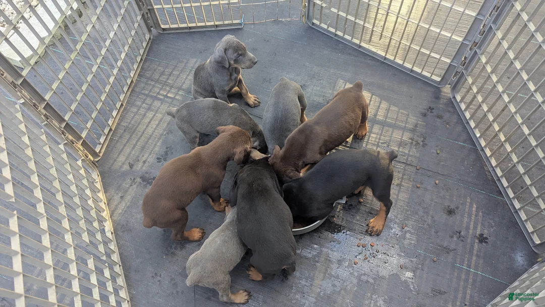 Doberman Pinscher dogs for sale: Doberman Pinscher Puppy 4 - Ad 3
