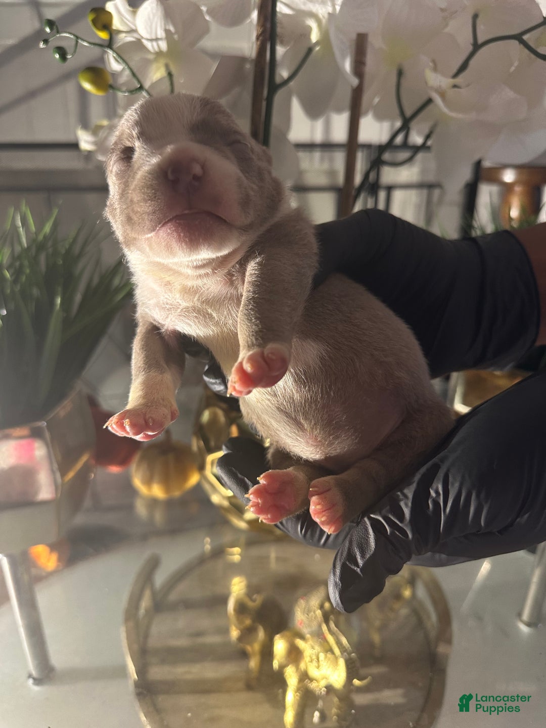 American Bully dogs for sale: American Bully Puppy 5 - Ad 3