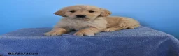 Golden Retriever dogs for sale: Opal - Ad 1
